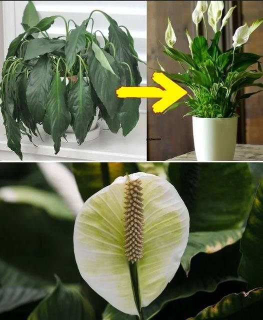 Place a Tablespoon on Any Plant at Home: What to Expect