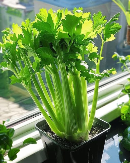 Grow a never ending supply of celery at home in a pot with this step-by-step guide