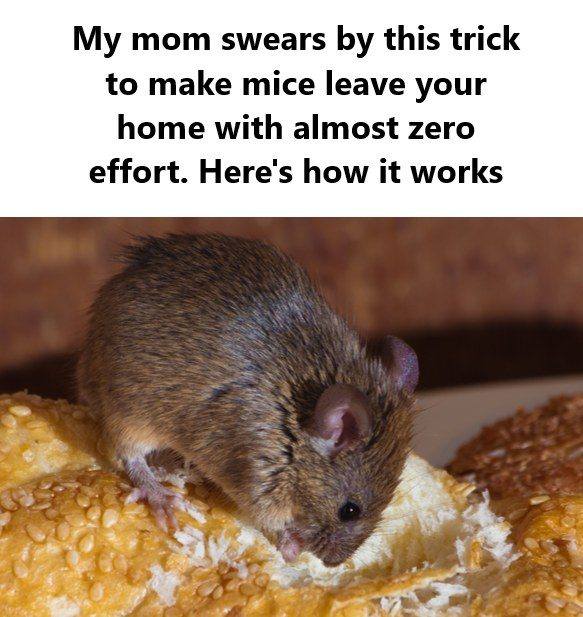 Help! A mouse in the house