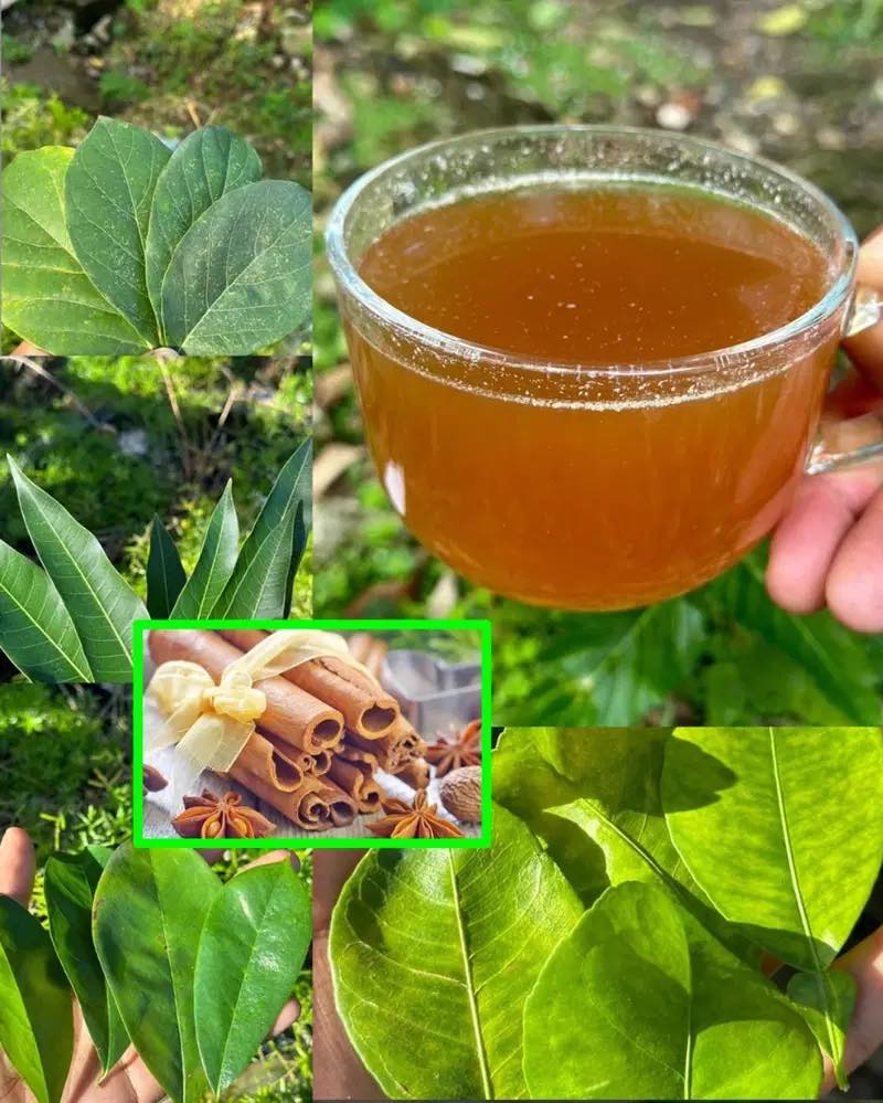 The Four Leaves That Eliminate Diabetes, Fatty Liver, Poor Circulation, and High Blood Pressure Without Pills