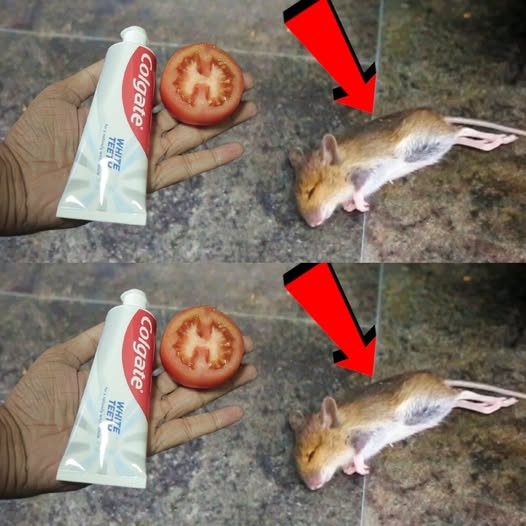 Get Rid of rat & Mouse In Your House | Colgate & Tomato Magic 