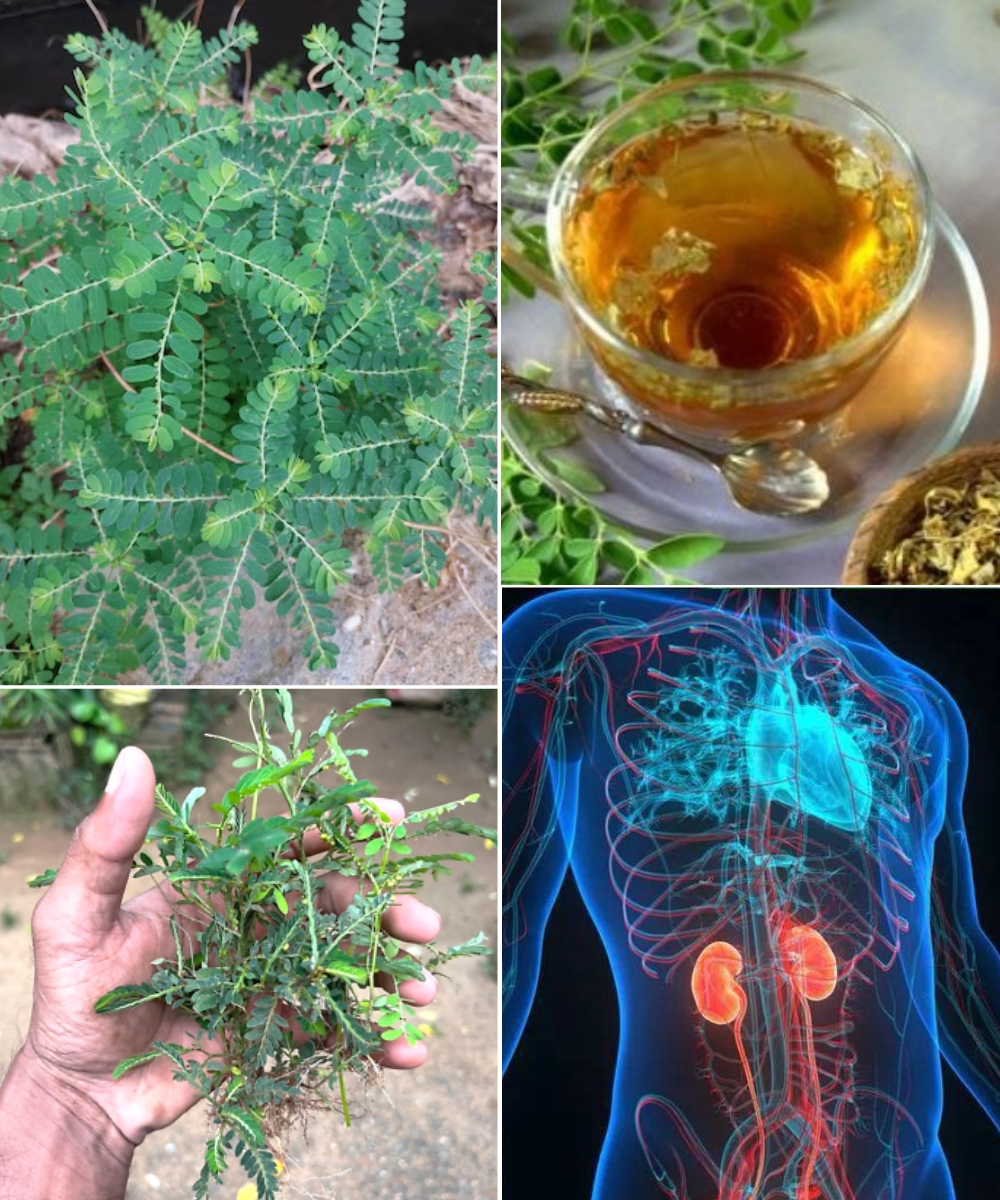 This is one of the most miraculous plants in the world, but most people don’t know … 