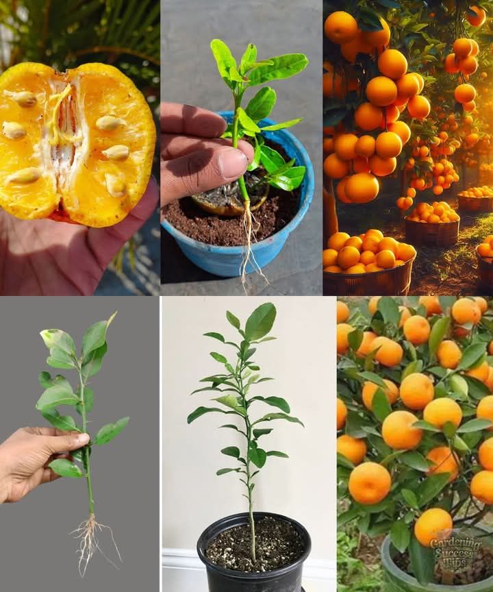 Discover a unique method to propagate your orange tree! 