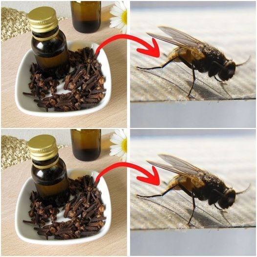 The World’s Best Fly and Mosquito Repellent: Cloves! Use This Easy Trick to Keep Your Home Bug-Free!