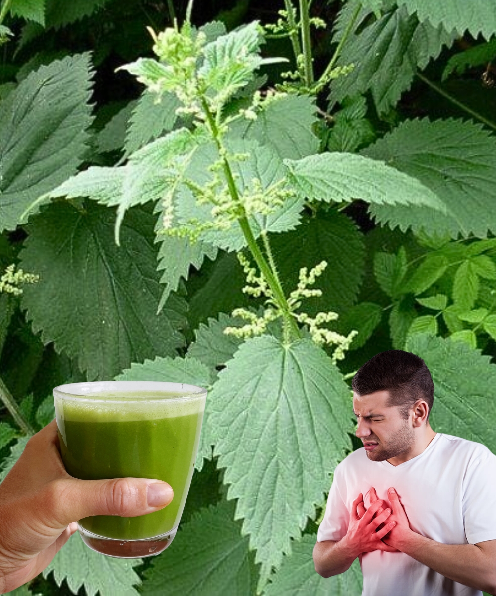 If you know the benefits of this plant, you won’t need to see a doctor for the next 2 years!