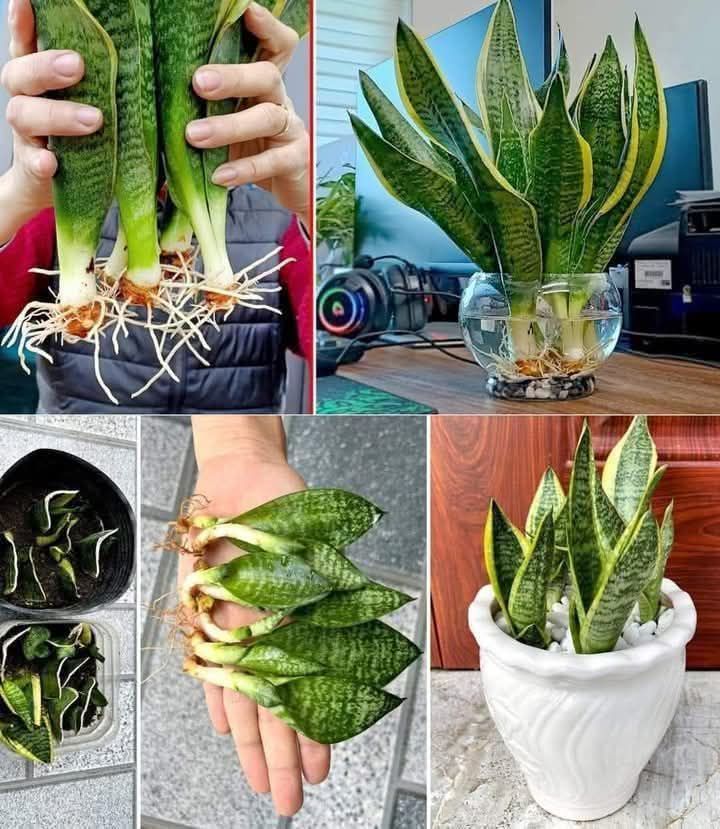 How to Propagate and Make Sansevieria