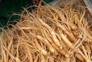 The Powerful Plant That May Support Cancer Treatment: A Closer Look at the Benefits of the Greater Burdock RootThe Powerful Plant That May Support Cancer Treatment: A Closer Look at the Benefits of the Greater Burdock Root