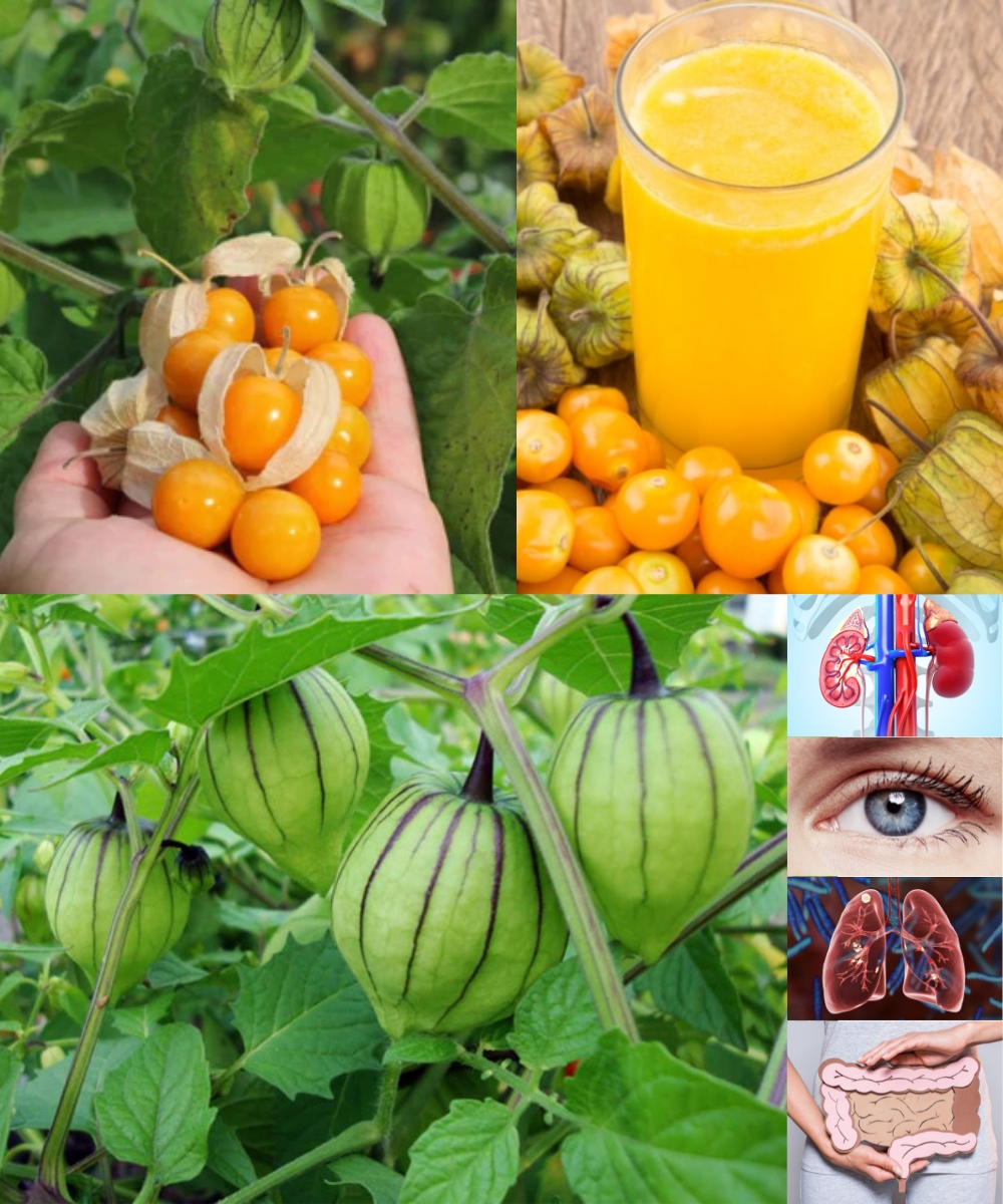 12 Health Benefits of Physalis (Ground Cherry) 