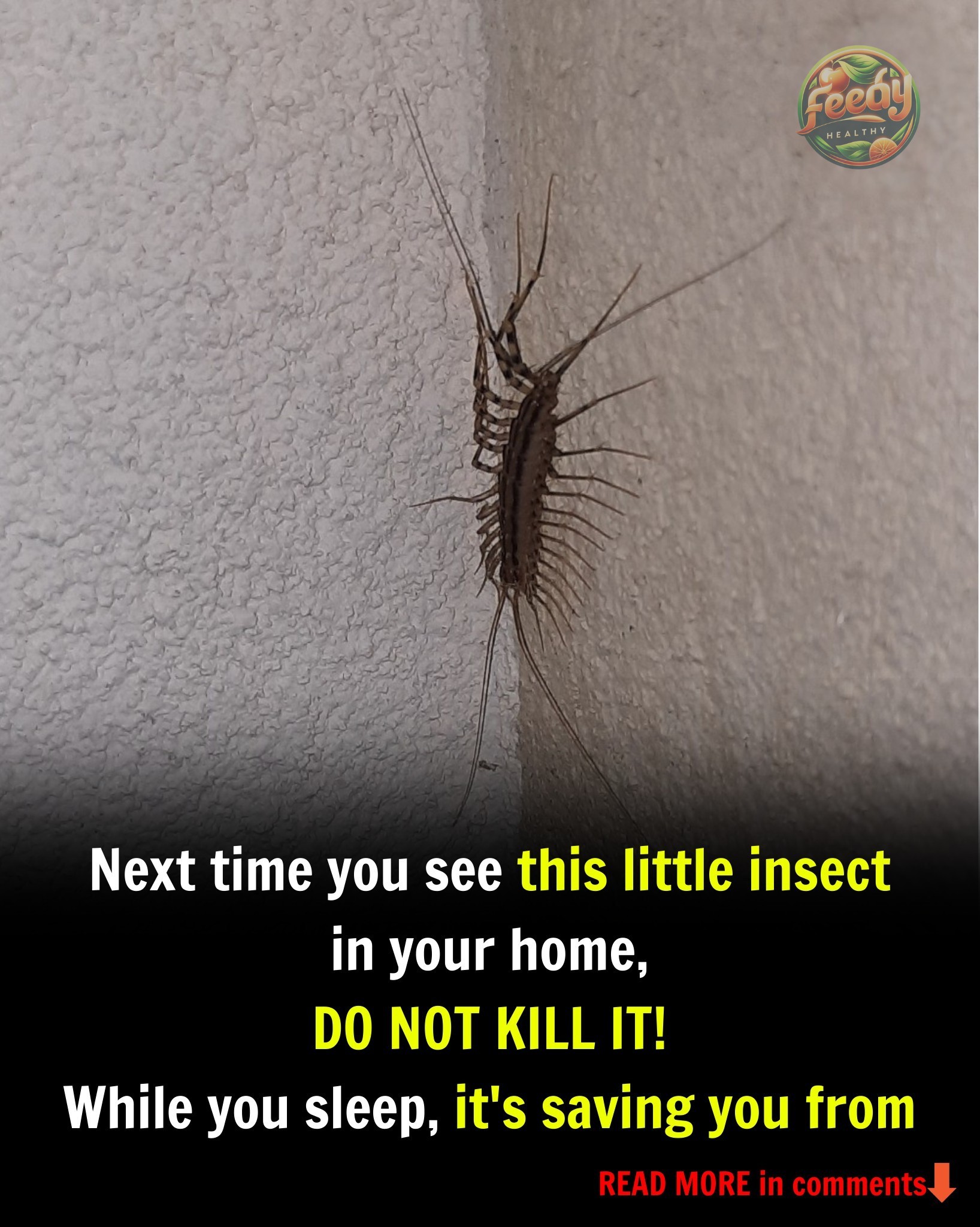 Why You Should Never Ever Kill A House Centipede If You Find One Inside Of Your Home