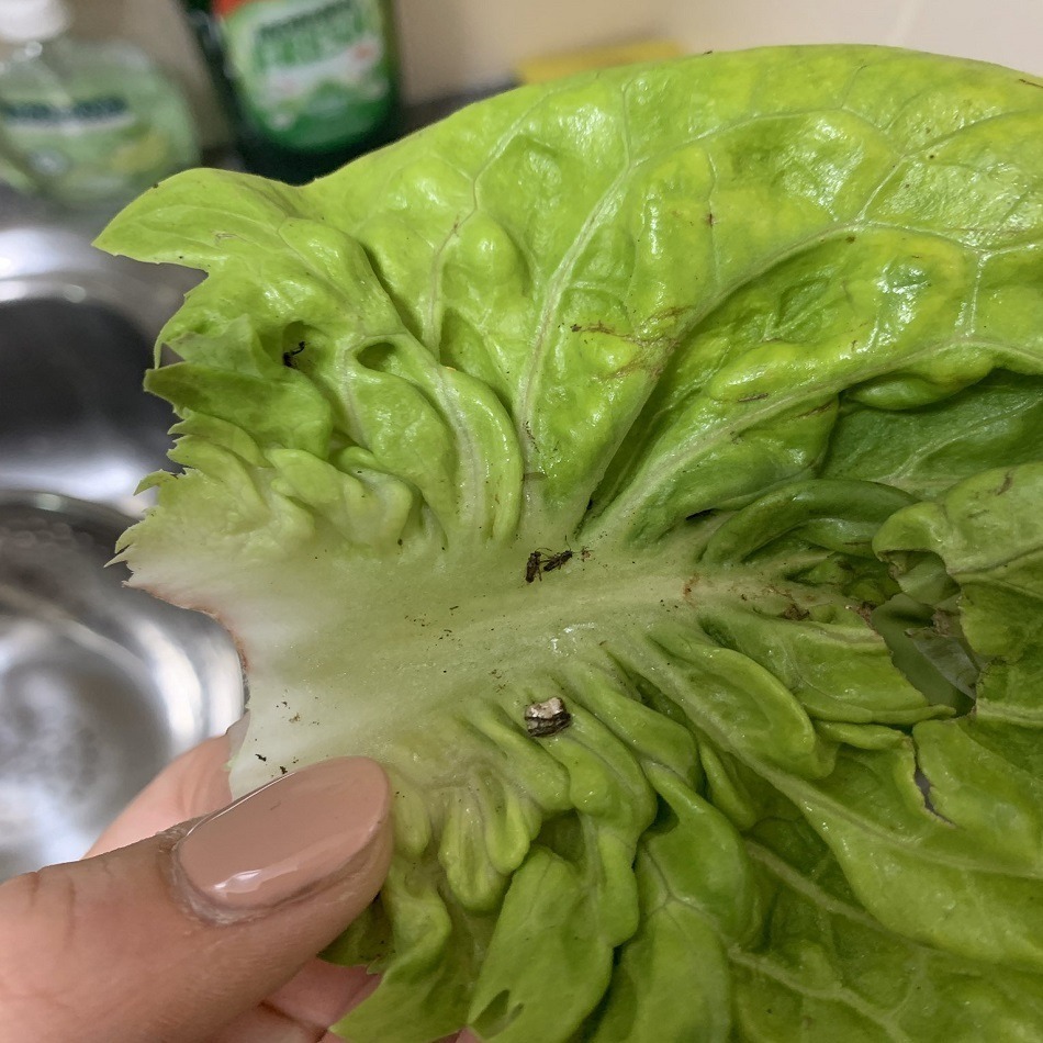 Buy a salad from Aldi and make a horrible discovery: “tracks of…