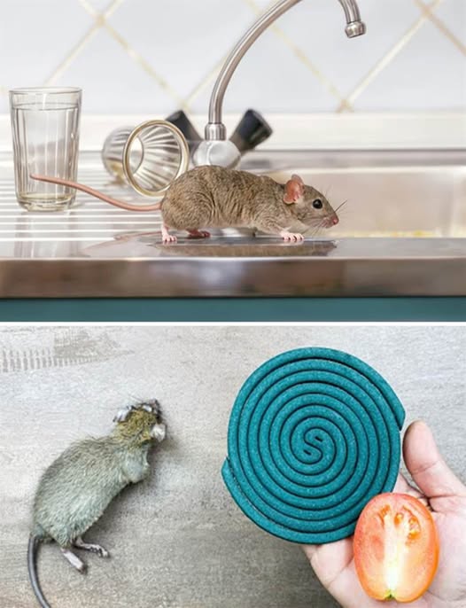 Homemade Mouse Repellent Spray
