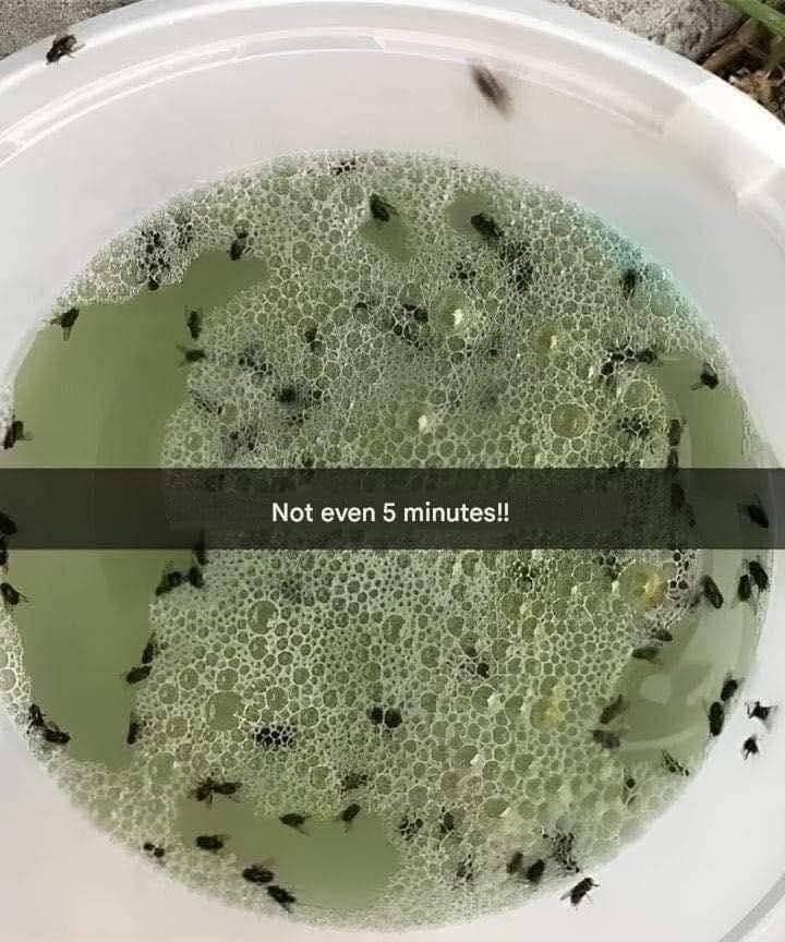 How To Rid Flies Cockroaches And Mosquitoes Fast Homemade Solution